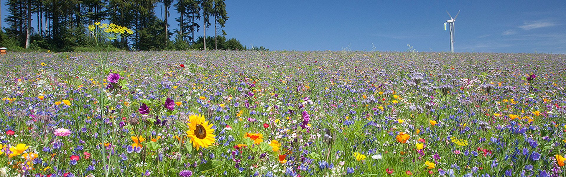 Blühwiese mit Windkraftanlage im Hintergrund