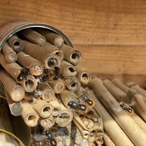 Nahaufnahme von Wildbienen in einem der Wildbienenhotels der Erdgas Südwest.