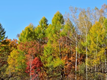 Natürlicher Laubwald im Herbst mit unterschiedlich eingefärbten Blättern