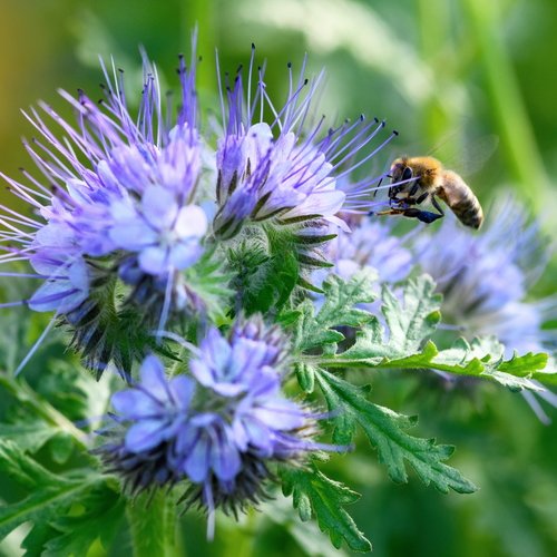 Zu sehen ist eine Phacelia Pflanze die gerade von einer Biene angesteuert wird