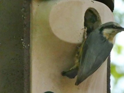 Ein kleiner Vogel sitzt an einem Nistksten der Erdgas Südwest mit Futter im Mund