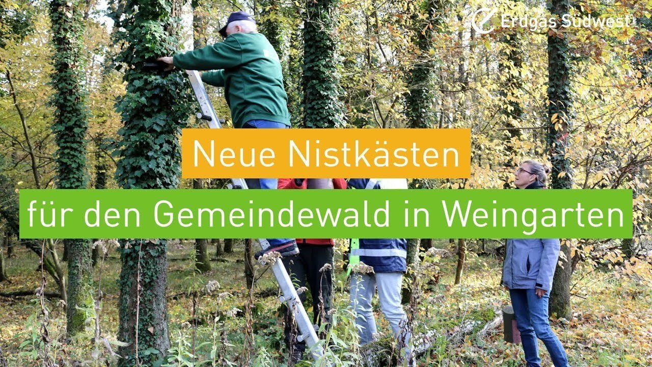 Vorschaubild: Personen bringen Nistkästen im Gemeindewald in Weingarten an.