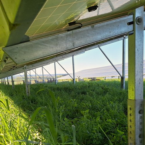 Schafe weiden zwischen Solarmodulen im Solarpark Ertingen und übernehmen die umweltfreundliche Landschaftspflege.