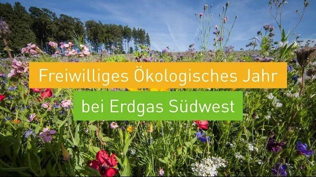 Vorschaubild: Blühende Wiese mit Hinweis auf das Freiwillige Ökologische Jahr bei Erdgas Südwest.