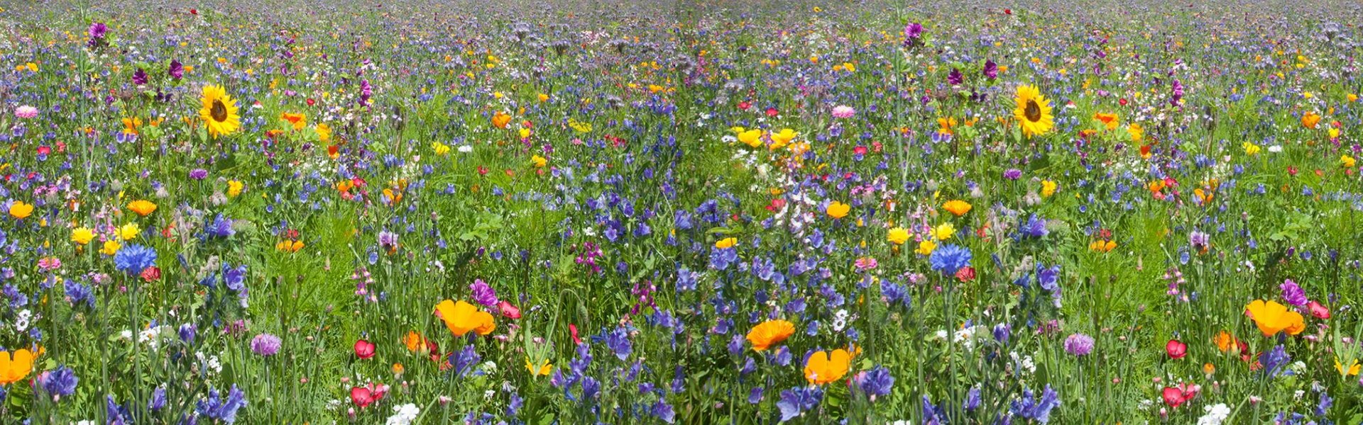ProNatur Abbildung einer bunten Blühwiese