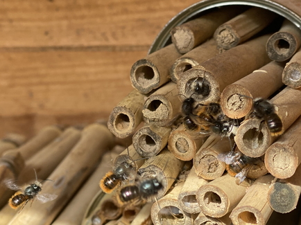 Nahaufnahme von Wildbienen in einem der Wildbienenhotels der Erdgas Südwest.