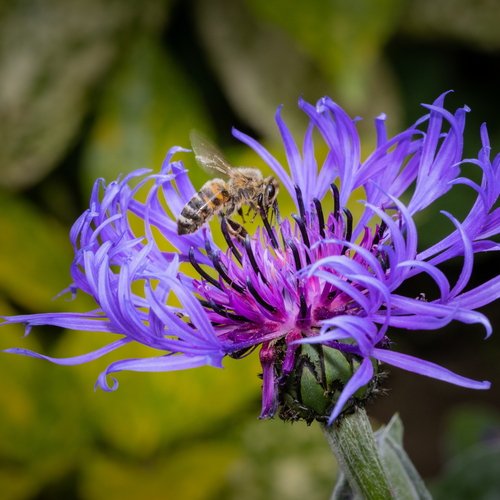 Kornblume in Nahaufnahme