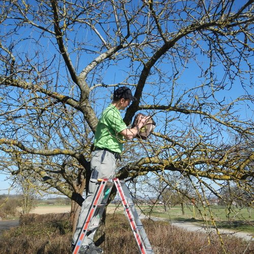 Ein Helfer der Erdgas Südwest bringt einen Nistkasten in einem Baum an.