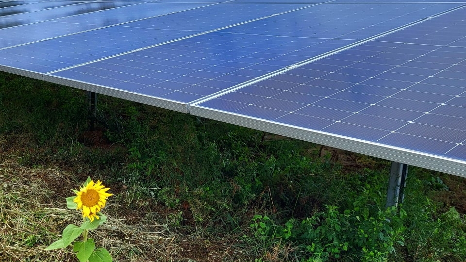 Außenaufnahme der Freiflächen-PV-Anlage in Ötigheim mit einer kleinen Sonnenblume vor den sichtbaren Außenmodulen.