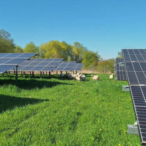 Schafe weiden zwischen Solarmodulen im Solarpark Ertingen und übernehmen die umweltfreundliche Landschaftspflege.