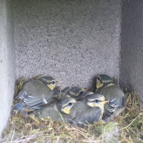 Mehrere kleine Vögel sitzen in einem Nistkasten der Erdgas Südwest.