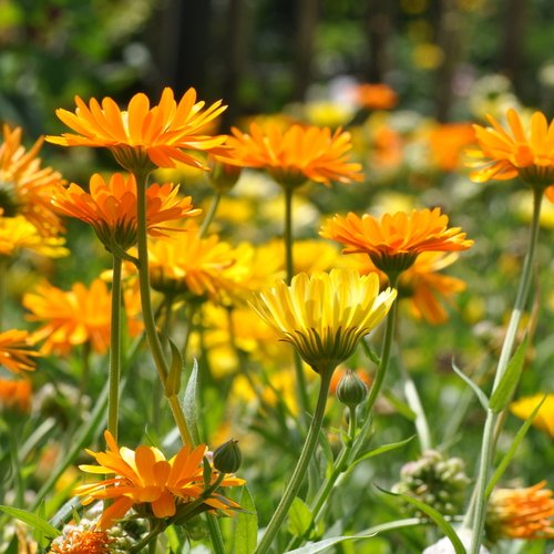 Ringelblume in Nahaufnahme