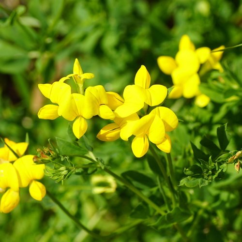 Hornschotenklee in Nahaufnahme