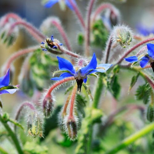 Borretsch in Nahaufnahme