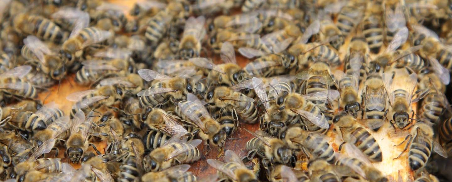 Bienen im Bienenstock