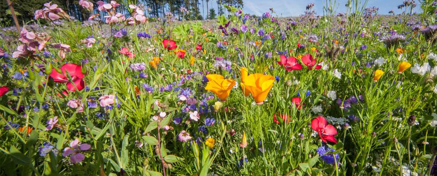 Blumenwiese auf der Schwäbischen Alb