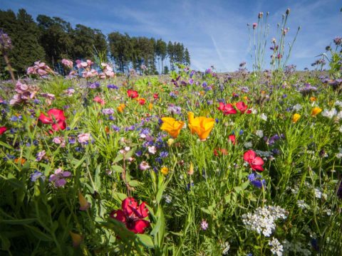 Blumenwiese auf der Schwäbischen Alb