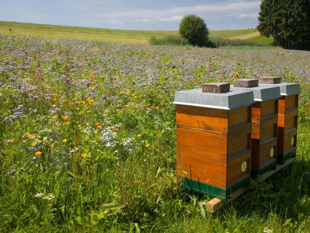 Bienenstöcke in Göffingen