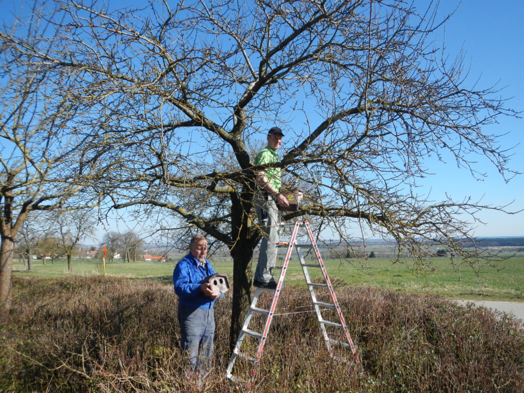 Anbringung von Nistkästen in einem Baum von zwei Männern auf einer Leiter.