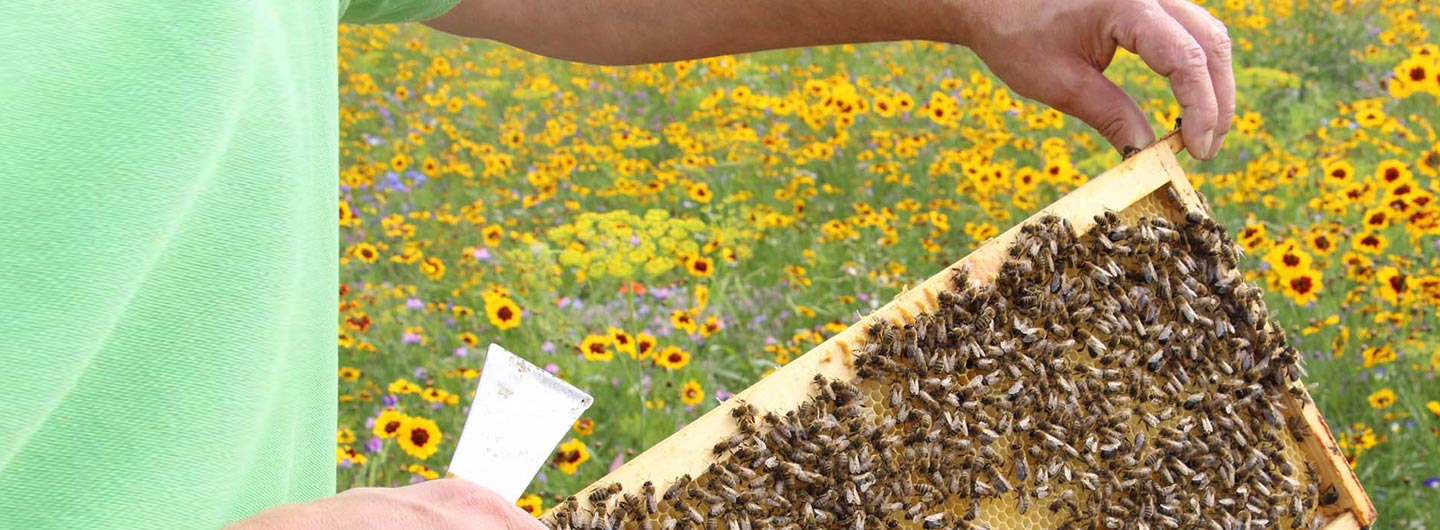 Imker hält Waben eines Bienenstocks