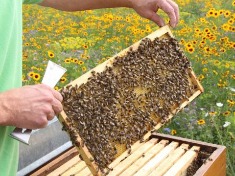 Imker hält Waben eines Bienenstocks