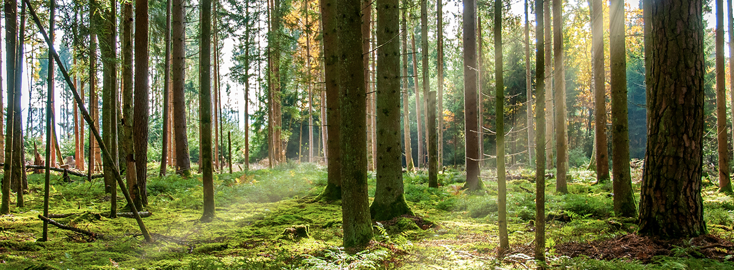 Nachhaltiger Wald im Schwarzwald für Klimaschutz