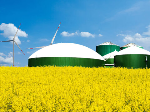 Biogasanlage auf einem Rapsfeld mit Windrädern